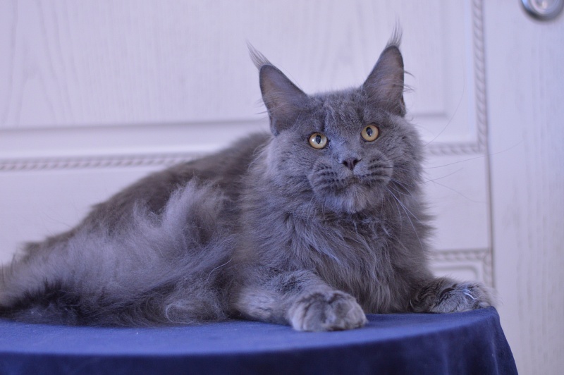 Osman Akbars - Adult maine-coon 10 months 2.5 weeks