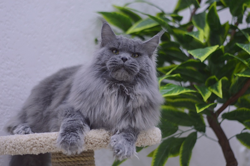 Osman Akbars - Adult maine-coon 1 year 3 months 3.5 weeks