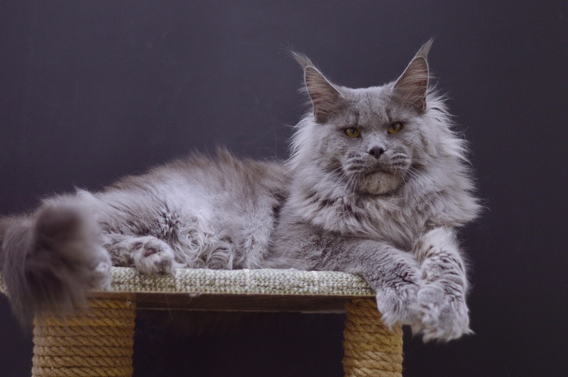 Osman Akbars - Adult maine-coon 1 year 1 month 3.5 weeks