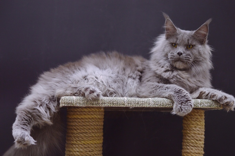 Osman Akbars - Adult maine-coon 1 year 1 month 3.5 weeks