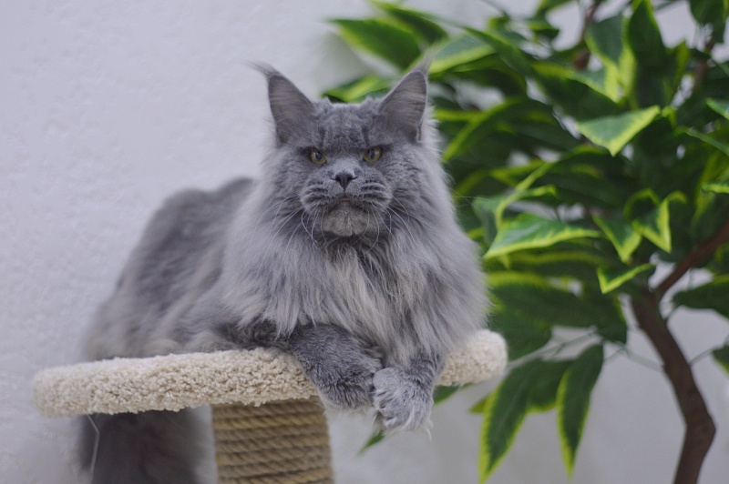 Osman Akbars - Adult maine-coon 1 year 3 months 3.5 weeks