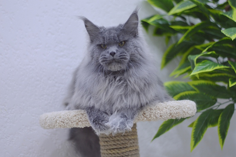 Osman Akbars - Adult maine-coon 1 year 3 months 3.5 weeks