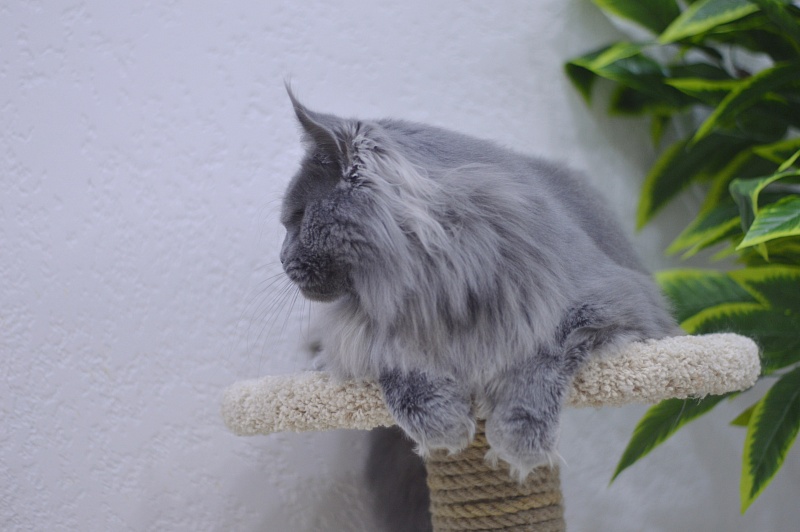 Osman Akbars - Adult maine-coon 1 year 3 months 3.5 weeks