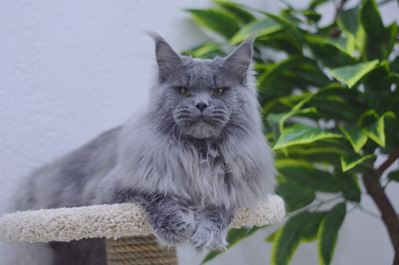 Osman Akbars - Adult maine-coon 1 year 3 months 3.5 weeks