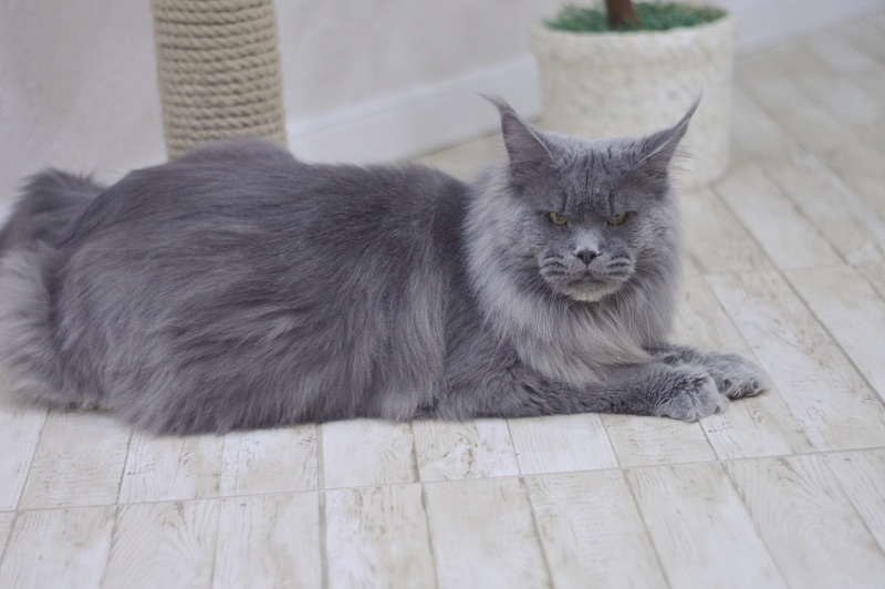 Osman Akbars - Adult maine-coon 1 year 3 months 3.5 weeks