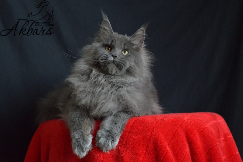 Osman Akbars - Kitten maine-coon 6 months 1 week