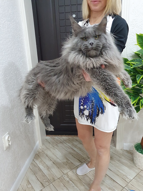 Osman Akbars - Adult maine-coon 1 year 7 months