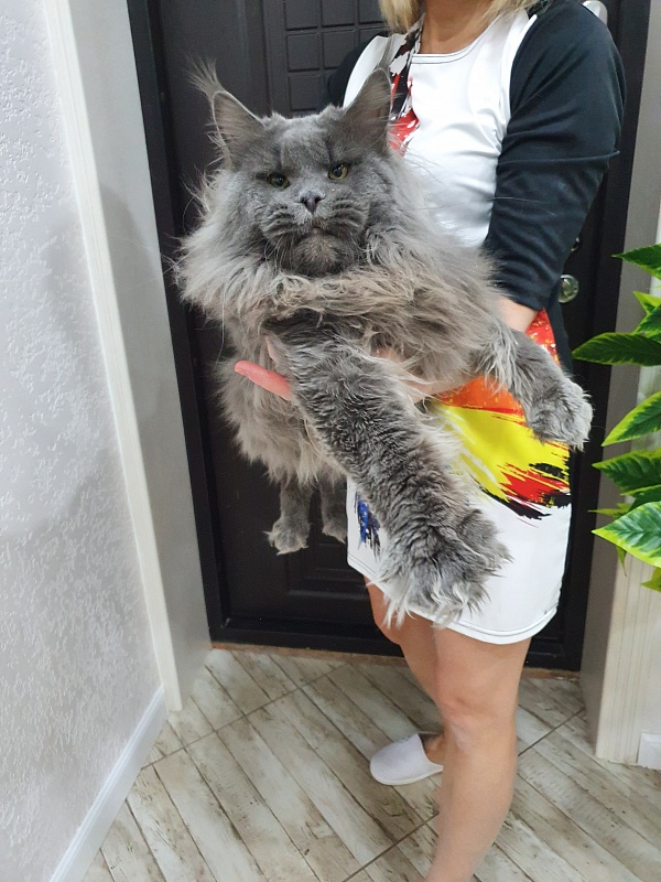 Osman Akbars - Adult maine-coon 1 year 7 months