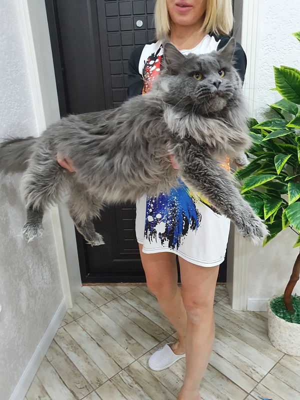 Osman Akbars - Adult maine-coon 1 year 7 months