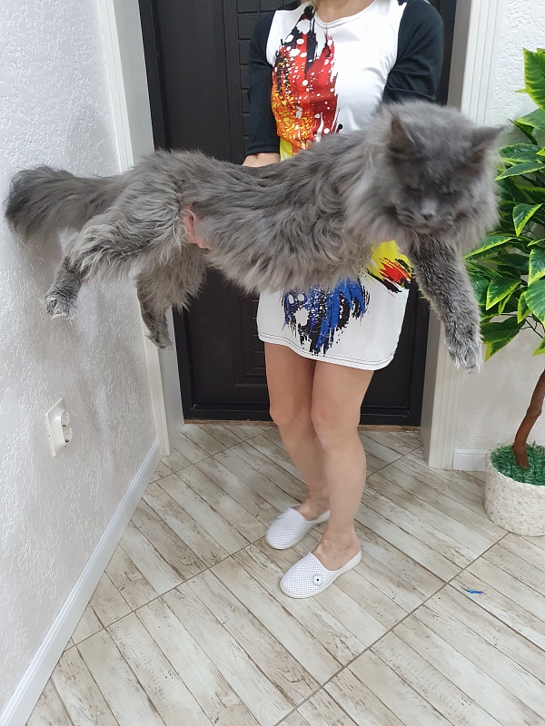 Osman Akbars - Adult maine-coon 1 year 7 months