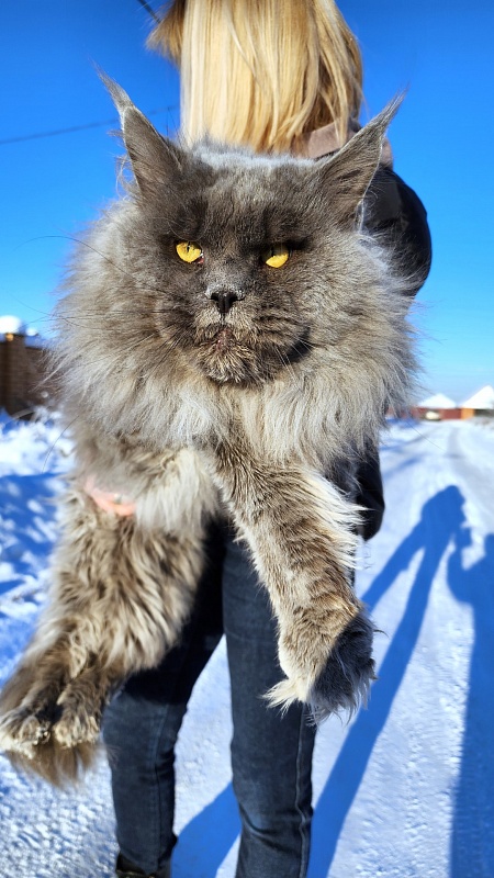 Osman Akbars - Adult maine-coon 2.5 years 1 week