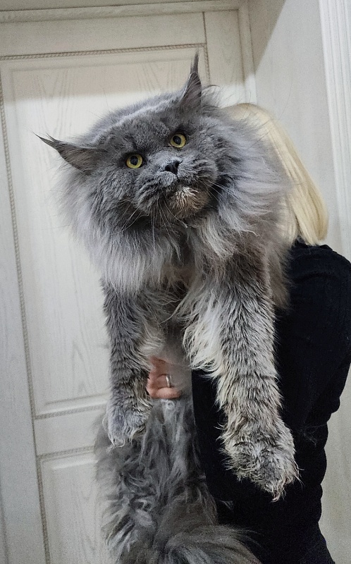 Osman Akbars - Adult maine-coon 3 years 4.5 months