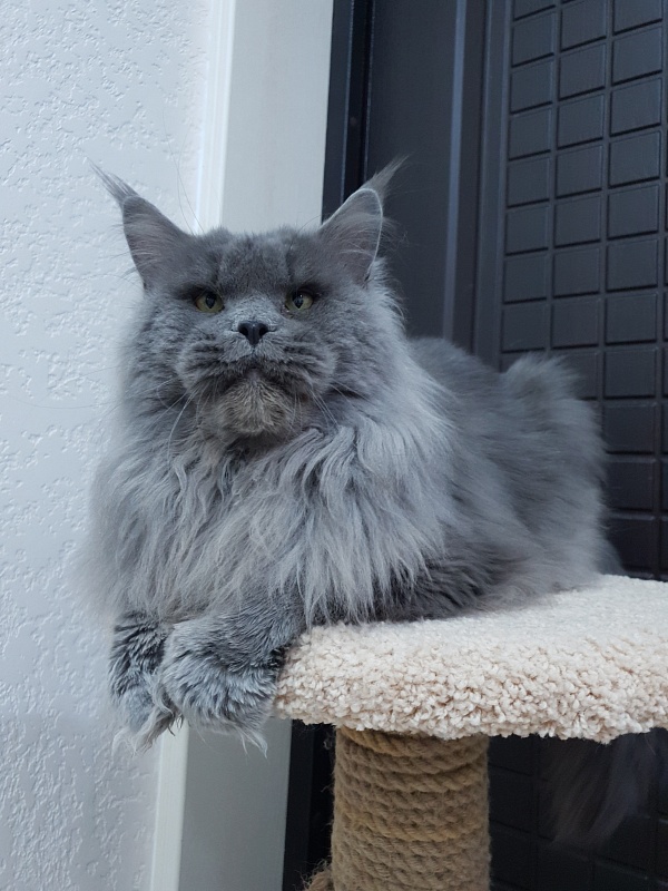 Osman Akbars - Adult maine-coon 2 years 11 months 3 weeks