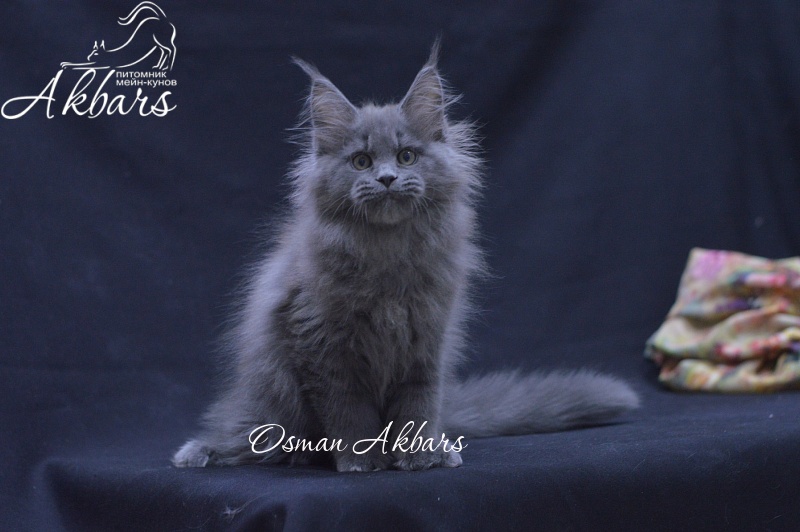 Osman Akbars - Kitten maine-coon 2 months 3.5 weeks