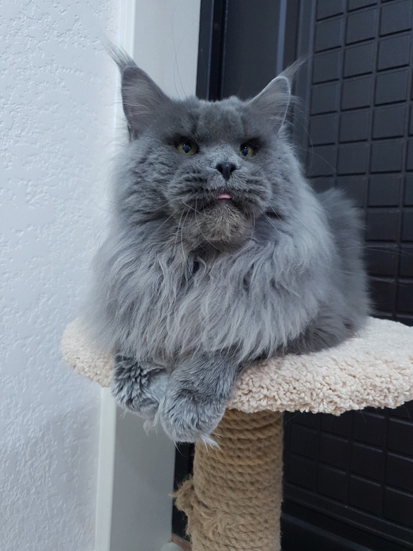 Osman Akbars - Adult maine-coon 2 years 11 months 3 weeks