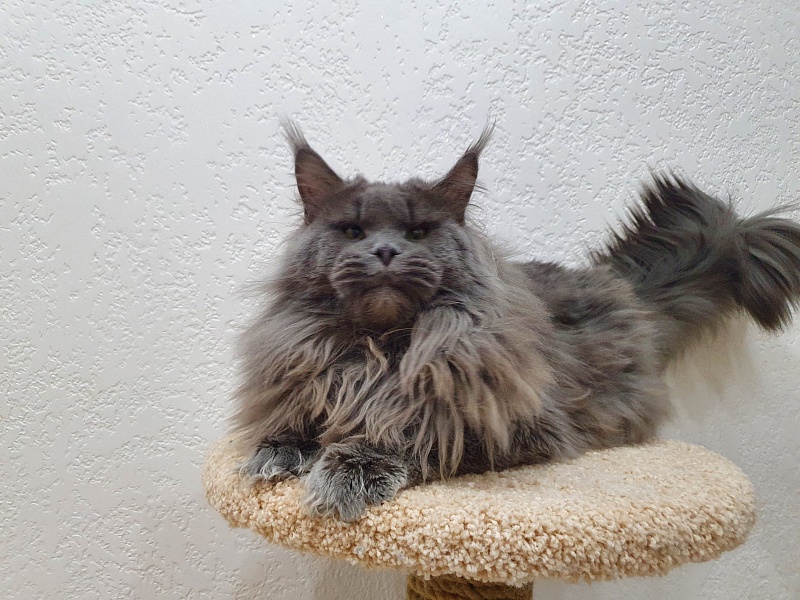 Osman Akbars - Adult maine-coon 2 years 11 months 3 weeks