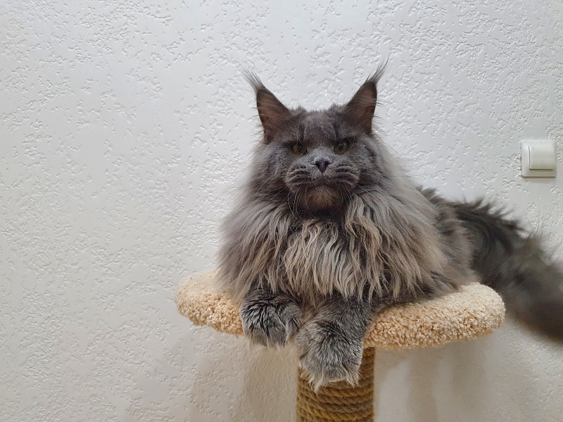 Osman Akbars - Adult maine-coon 2 years 11 months 3 weeks