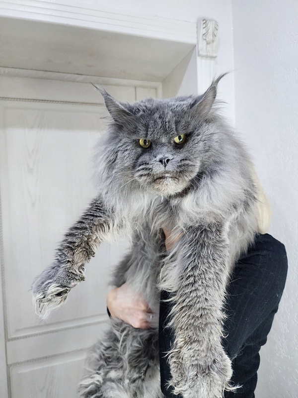 Osman Akbars - Adult maine-coon 3 years 4.5 months