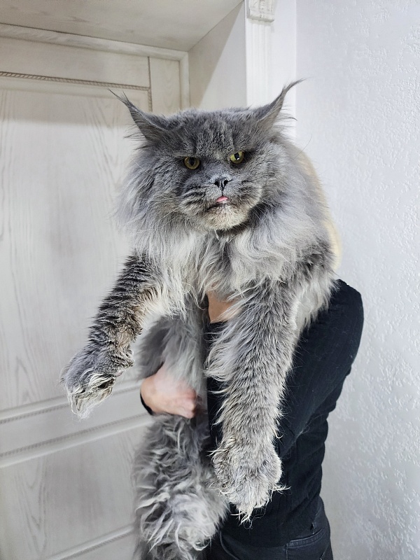 Osman Akbars - Adult maine-coon 3 years 4.5 months