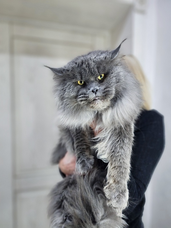 Osman Akbars - Adult maine-coon 3 years 4.5 months