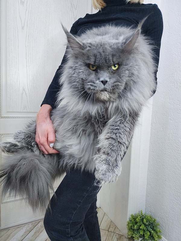 Osman Akbars - Adult maine-coon 3 years 4.5 months