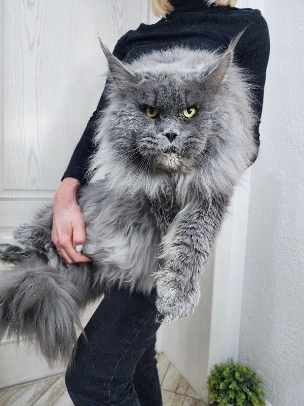 Osman Akbars - Adult maine-coon 3 years 4.5 months