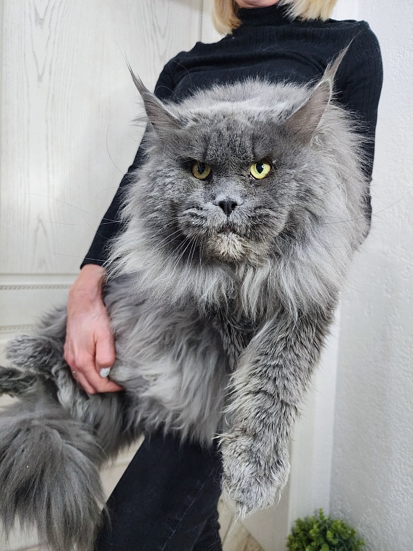 Osman Akbars - Adult maine-coon 3 years 4.5 months