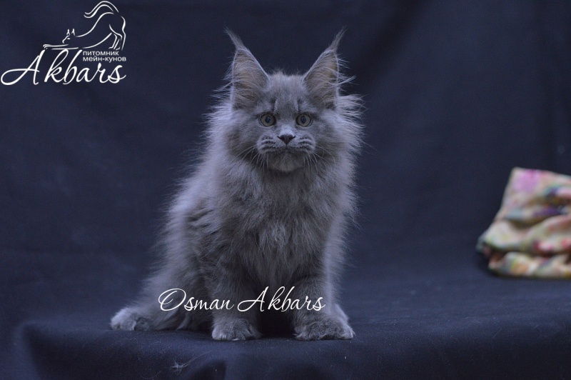 Osman Akbars - Kitten maine-coon 2 months 3.5 weeks