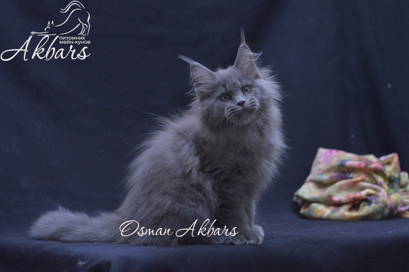 Osman Akbars - Kitten maine-coon 2 months 3.5 weeks