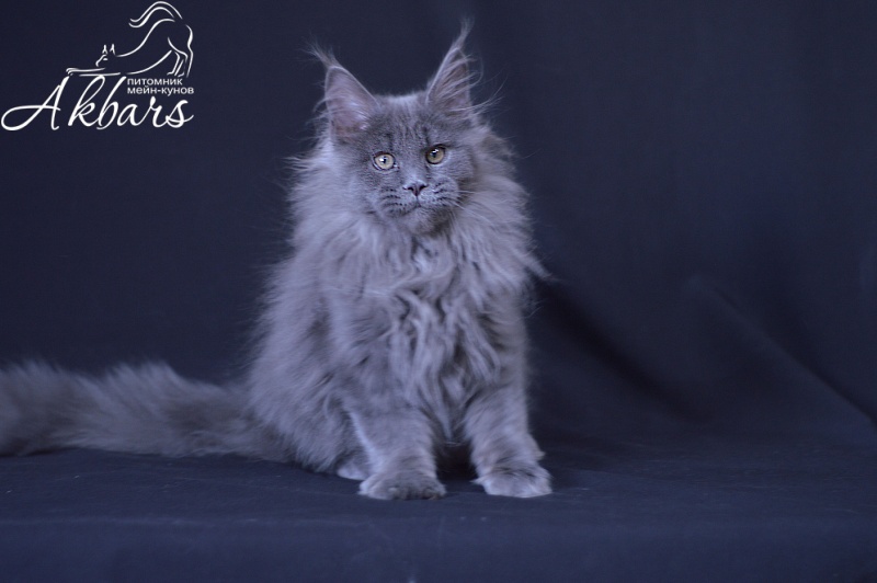 Osman Akbars - Kitten maine-coon 3 months 3 weeks