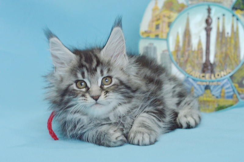 Roxy Akbars - Kitten maine-coon 1 month 3 weeks
