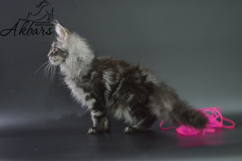 Roxy Akbars - Kitten maine-coon 3 months 1 week