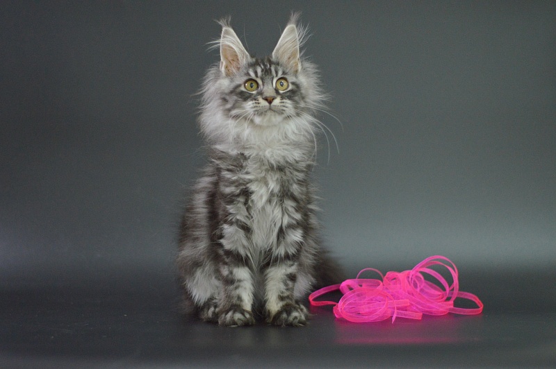 Roxy Akbars - Kitten maine-coon 3 months 1 week
