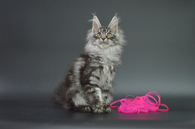 Roxy Akbars - Kitten maine-coon 3 months 1 week