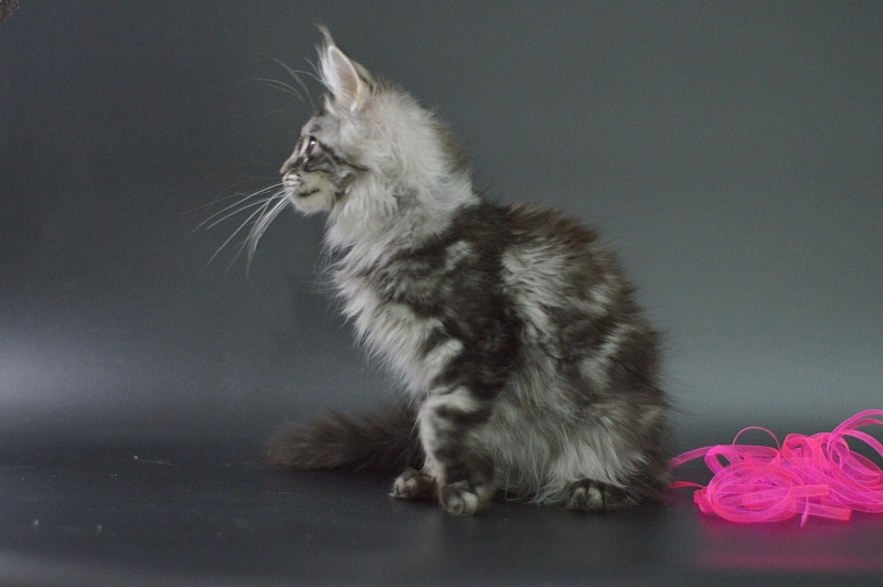 Roxy Akbars - Kitten maine-coon 3 months 1 week