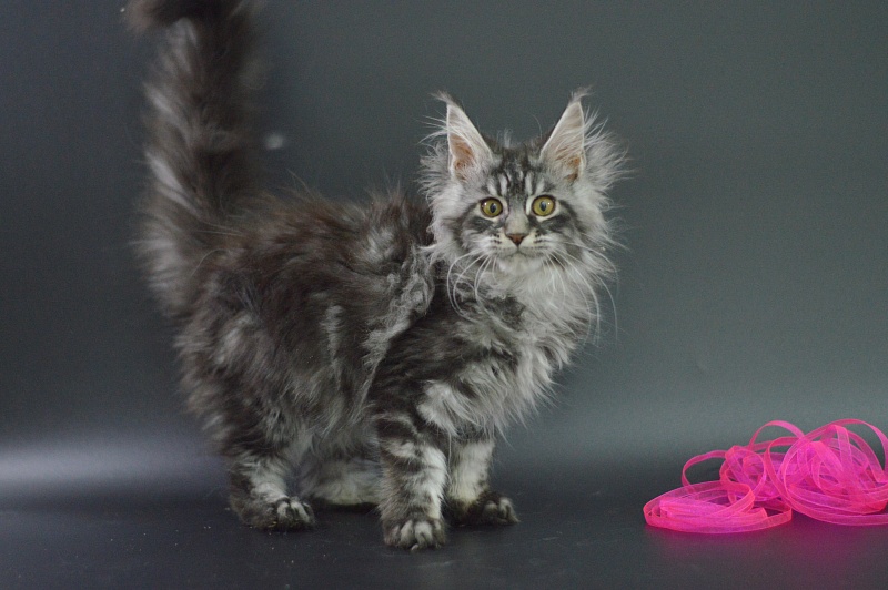 Roxy Akbars - Kitten maine-coon 3 months 1 week