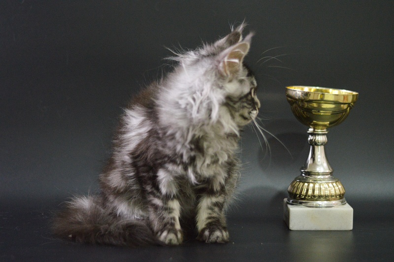 Roxy Akbars - Kitten maine-coon 3 months 4 weeks