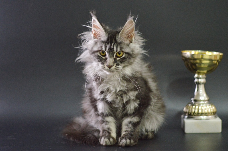 Roxy Akbars - Kitten maine-coon 3 months 4 weeks