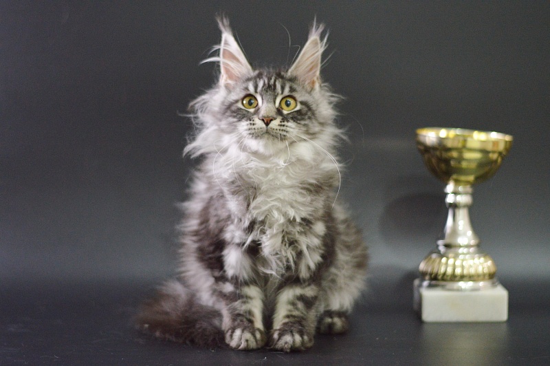 Roxy Akbars - Kitten maine-coon 3 months 4 weeks