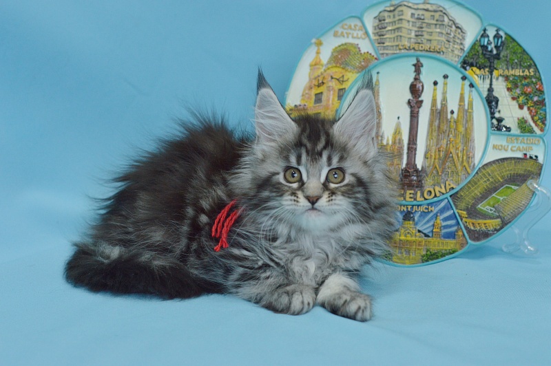 Roxy Akbars - Kitten maine-coon 1 month 3 weeks
