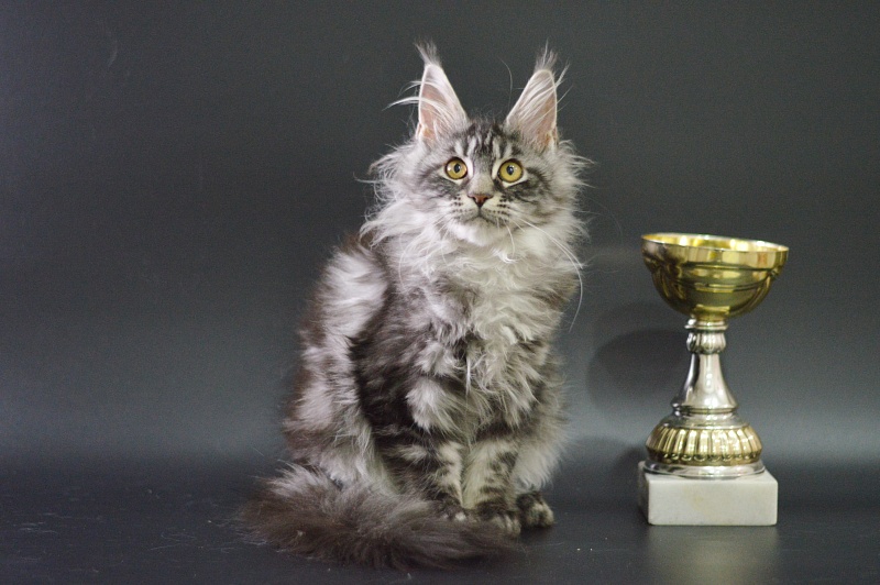 Roxy Akbars - Kitten maine-coon 3 months 4 weeks