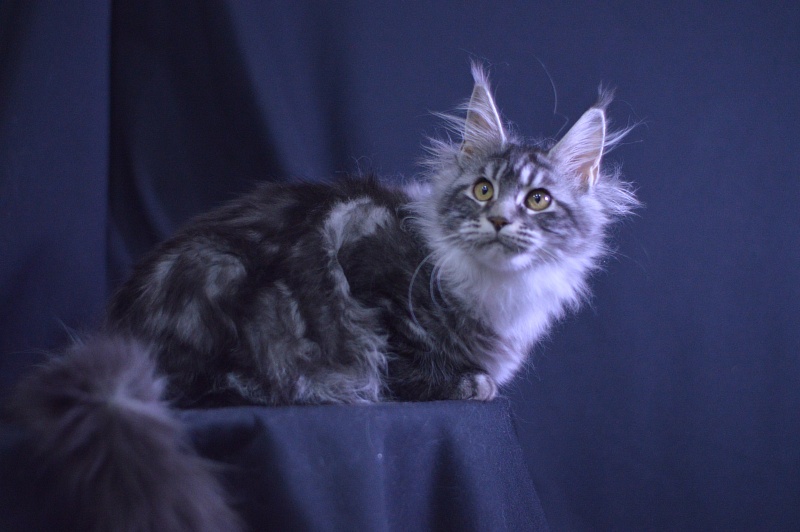 Roxy Akbars - Kitten maine-coon 4.5 months