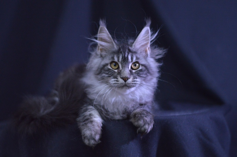 Roxy Akbars - Kitten maine-coon 4.5 months