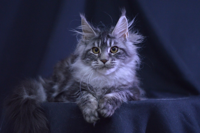Roxy Akbars - Kitten maine-coon 4.5 months