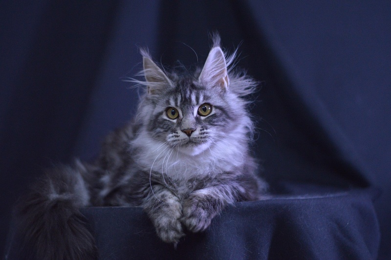 Roxy Akbars - Kitten maine-coon 4.5 months