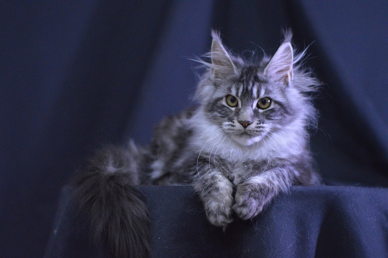 Roxy Akbars - Kitten maine-coon 4.5 months