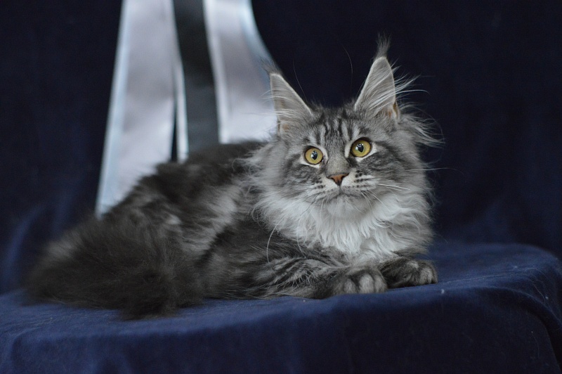 Roxy Akbars - Kitten maine-coon 4 months 2.5 weeks
