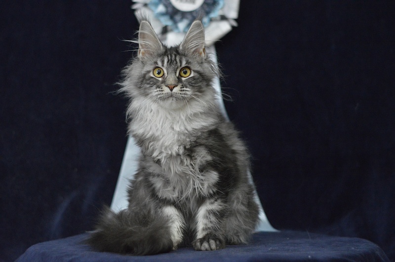 Roxy Akbars - Kitten maine-coon 4 months 2.5 weeks