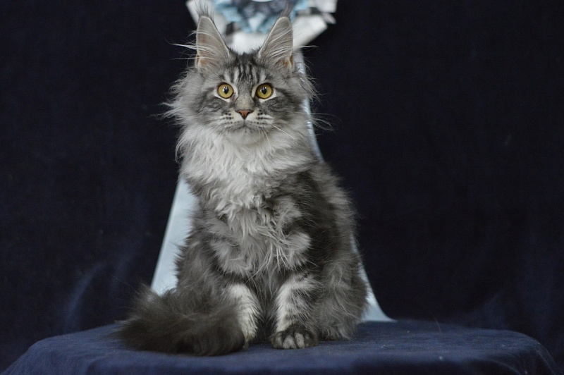 Roxy Akbars - Kitten maine-coon 4 months 2.5 weeks