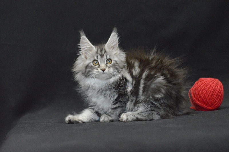 Roxy Akbars - Kitten maine-coon 2 months 4 weeks